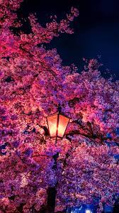 Find cherry blossom pictures and cherry blossom photos on desktop nexus. Cherry Blossom In The Night Wallpaper Iphone Android Background Followme Cherry Blossom Wallpaper Cherry Blossom Wallpaper Iphone Cherry Blossom Art