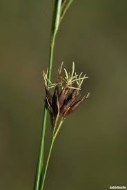 Image result for Rhynchospora rugosa