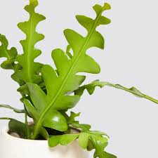 Fishbone cactus (epiphyllum anguliger) is native to the tropics of central america. Fishbone Cactus Plants Patch