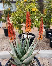 Image result for Aloe arborescens