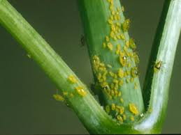Earwigs feed at night and look for a damp, sheltered spot to spend the. Earwigs Rhs Gardening