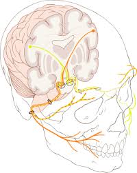 Facial Nerve Wikipedia