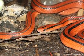 Image result for Culcasia orientalis