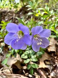 Image result for Polemoniaceae