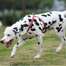 They will usually stand 19 to 24 inches tall at the shoulder and weigh between 45 and 70 pounds. Dalmatian Puppies For Sale Adoptapet Com