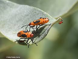 The Red Invaders Those Colorful Milkweed Bugs Bug Squad Anr Blogs