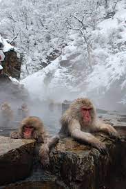 Photo From Japan Snow Monkey Japan Monkey Park