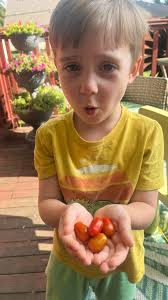 My very first tomato harvest of the season 👩🏽‍🌾 🌱 Super prolific and  easy to care for! You'll have more tomatoes than you can handle, I promise  😋 🤎 Chocolate 💛 Sun