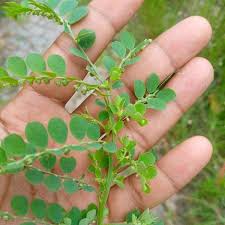 Image result for Phyllanthus paxii
