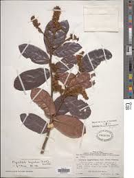 Image result for Magnistipula