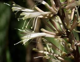 Image result for Sansevieria hyacinthoides