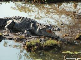 How To Explore Kakadu National Park Northern Territory Kakadu National Park National Parks Australian Fauna