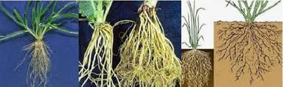 Salah satu contoh cara adaptasi tumbuhan untuk memperoleh makanannya dapat dilihat pada tumbuhan venus. Jenis Jenis Akar Pada Tumbuhan Beserta Ciri Ciri Akar Types Of Root Berbagaireviews Com