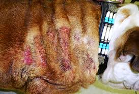 Image result for hotspot dogs