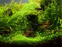 Image result for Marsilea subterranea