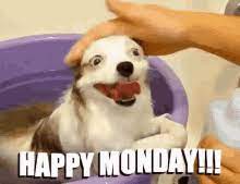 Lets laugh and share guys!!! Happy Monday Dog Gifs Tenor