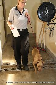 Montgomery county animal control's adoption process. A Animal Control Officer Relocates One Of The Many Dogs At The Montgomery County Animal Shelter Clarksville Tn Online