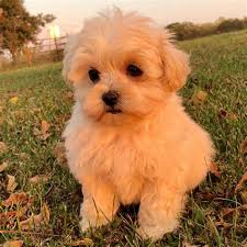 We did not find results for: White Maltipoo Puppy Shefalitayal
