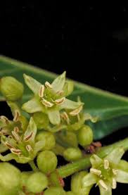 Image result for Ventilago