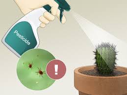 For instance, the familiar jade plant is a succulent, but it is not a cactus. 3 Ways To Care For A Cactus Wikihow