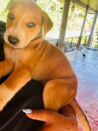 Can anyone help this dog to get to Animals Fiji cost of transportation or  vet bill ?