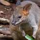 Spring Pademelon Survey event image