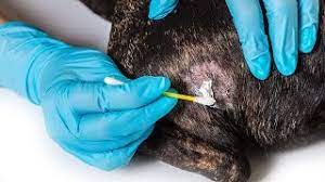 6 Best Home Remedies For Dog Skin Allergies All Natural Youtube