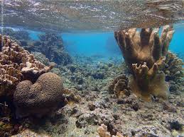 Snorkeling At No Name Beach Klein Bonaire Snorkeling In Bonaire
