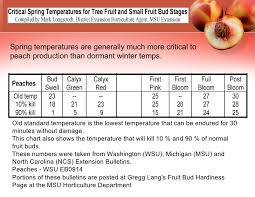 Growing Peaches In Climate Zone 5
