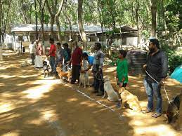 How to become a dog trainer. Dog Trainer Courses Professional Pet Training Classes In Kerala