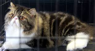 Perbedaan kucing anggora dan kucing persia yang kelima dilihat dari ekornya. Perbedaan Kucing Persia Peaknose Persia Flatnose Dan Persia Medium Segala Hobi