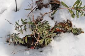 Maybe you would like to learn more about one of these? Carol Mackie Daphne