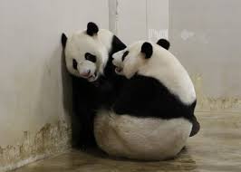 Baby panda climbing tree 熊猫宝宝爬树. Can We Expect To See A Baby Panda At The River Safari Soon Weekender Com Sg