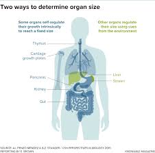 Each human organ is comprised of tissue that enables its function. How Do Body Parts Grow To Their Right Sizes