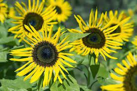 Sunflower Seeds Stella Gold Helianthus Annuus Sunflower Sunflower Seeds Flower Farm