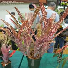 Plantfiles Pictures Billbergia Bromeliad Billbergia Amoena Var Viridis By Palmbob An easy growing bromeliad, billbergia amoena comes from the brazilian atlantic rainforest. billbergia bromeliad billbergia amoena