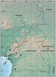 Image result for Vepris renieri