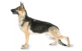 As a general rule, try to avoid jumping or running for long distances. Why Do German Shepherds Back Legs Look Weird Quora
