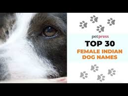 India is the second largest country in asia. 34 Female Indian Dog Names Best Female Dog Names In India With Meanings Youtube