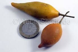 Image result for Tabernanthe