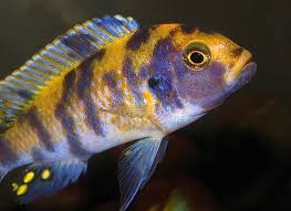 Reducing Cichlid Aggression In Your Aquarium Fish Chart