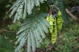 This is how the plant defends itself from when the plant dies off you can collect the seeds to save for the next growing season. Invasive Plants Cautions About Mimosa Walter Reeves The Georgia Gardener
