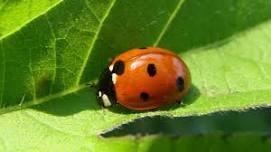 Park Pals: Insects!