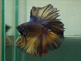 Bettaakapes@gmail.com, view all bettas in stock at. Double Tail Betta Basement Bettas