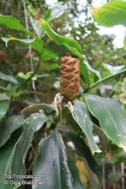 Image result for Costus afer