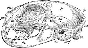 The premolar and first molar together compose the carnassial pair on each side of the mouth, which efficiently functions to shear meat like a pair of scissors. Domestic Cat Skull Clipart Etc