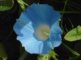 Image result for Ipomoea ephemera