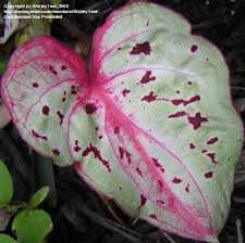 Pin On Caladiums