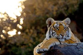 Bengal tigers are primarily solitary animals. Tiger Safaris Tiger Watching Natural World Safaris