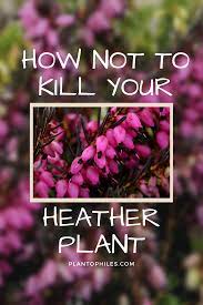 How To Take Care For Heather Plants Heather Plant Plant Care Propagating Plants